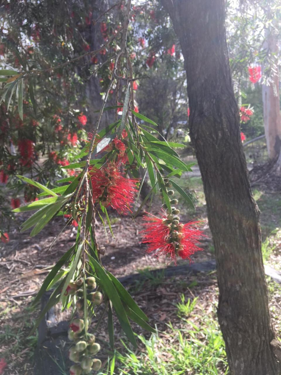 Hunter Valley Retreat Quorrobolong エクステリア 写真